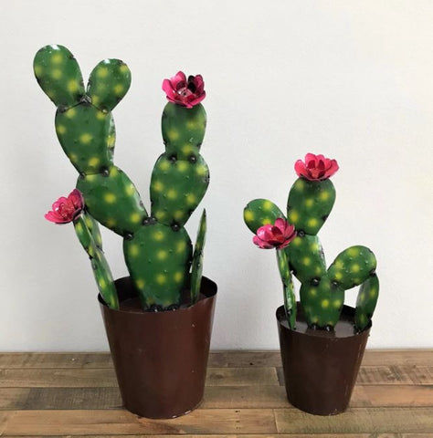 Nopal Cactus in Bucket