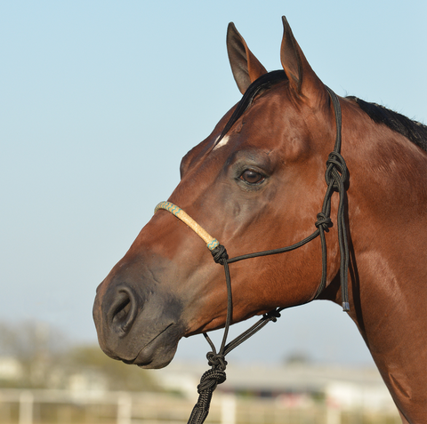 Rope Halter with Rawhide Nose