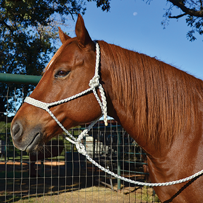 Martin Mule Tape Halter